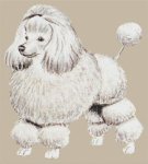 (image for) Poodle #000-317